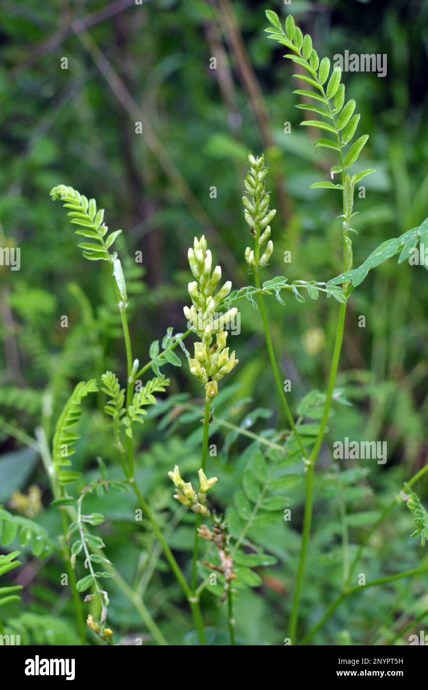 Astragalus cicer cresce tra le erbe in natura Foto Stock