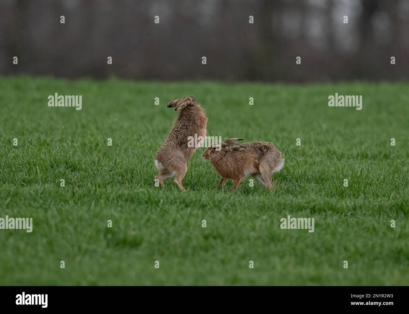 MAD March Hares. Brown Hares (Lepus europaeus) che mostra il comportamento di boxe e corteggiamento nei campi arabili di Suffolk. REGNO UNITO. Foto Stock