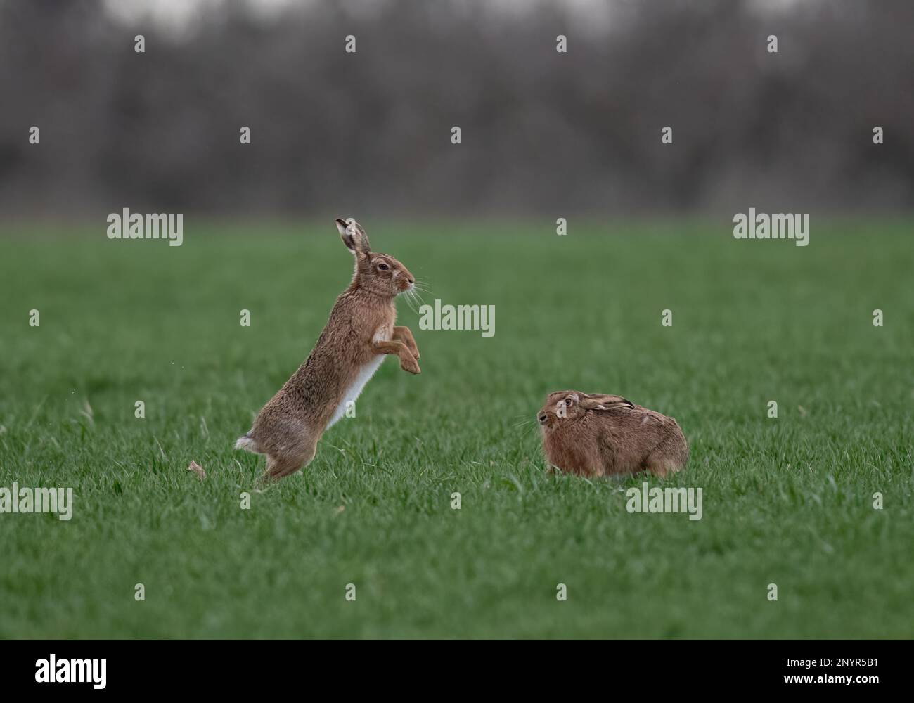 MAD March Hares. Brown Hares (Lepus europaeus) che mostra il comportamento di boxe e corteggiamento nei campi arabili di Suffolk. REGNO UNITO. Foto Stock