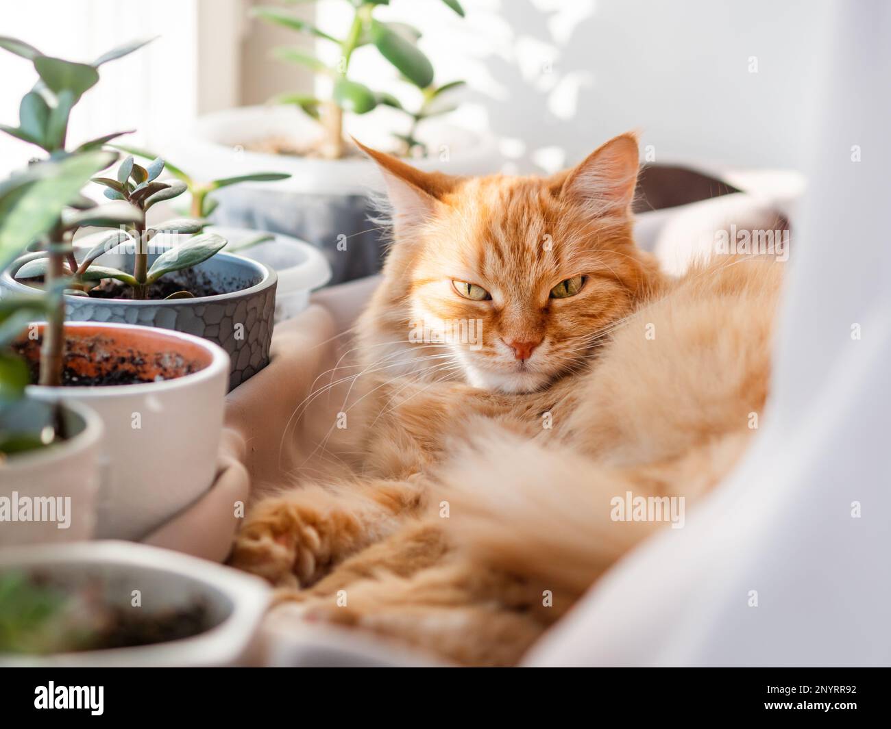 Carino zenzero gatto sdraiato sul davanzale tra vasi di fiori con piante di casa. Soffice animale domestico vicino a piante succulente di Crassula. Accogliente casa illuminata dal sole Foto Stock