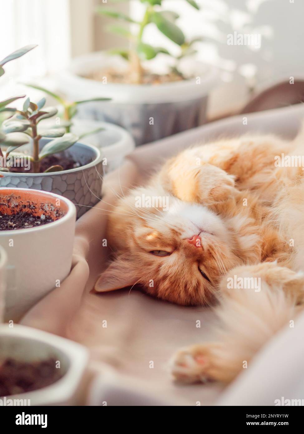 Carino zenzero gatto dorme sul davanzale tra vasi di fiori con piante di casa. Soffice animale domestico vicino a piante succulente di Crassula. Accogliente casa illuminata con su Foto Stock