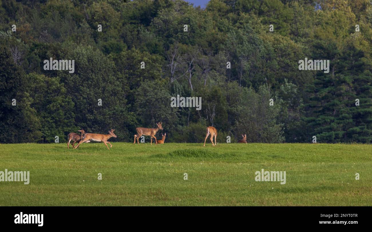 Cervi dalla coda bianca in un prato del Wisconsin settentrionale. Foto Stock
