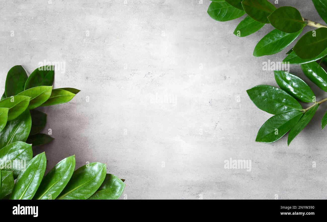 foglie verdi di zamioculcas su sfondo grigio Foto Stock