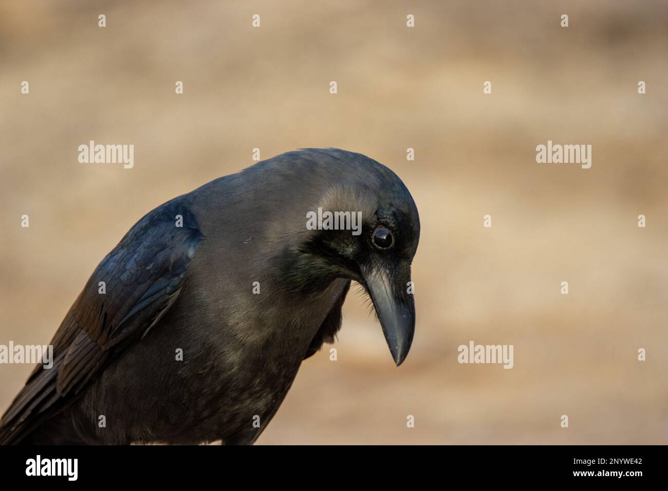 Primo piano della testa di un Crow Casa (Corvus splendens) isolato su uno sfondo grigio naturale Foto Stock