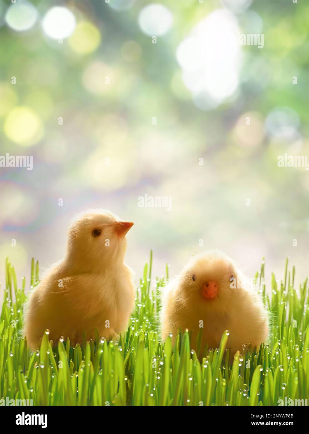 Piccoli pulcini neonati si erige su erba verde. Atmosfera primaverile. Sfondo per un saluto di Pasqua o una cartolina. Foto Stock