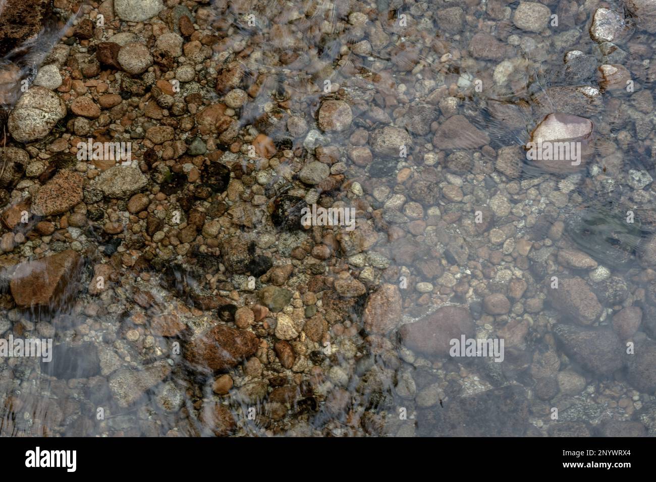 Ciottoli marroni sotto l'acqua del fiume Tuolumne poco profondo a Yosemite Foto Stock