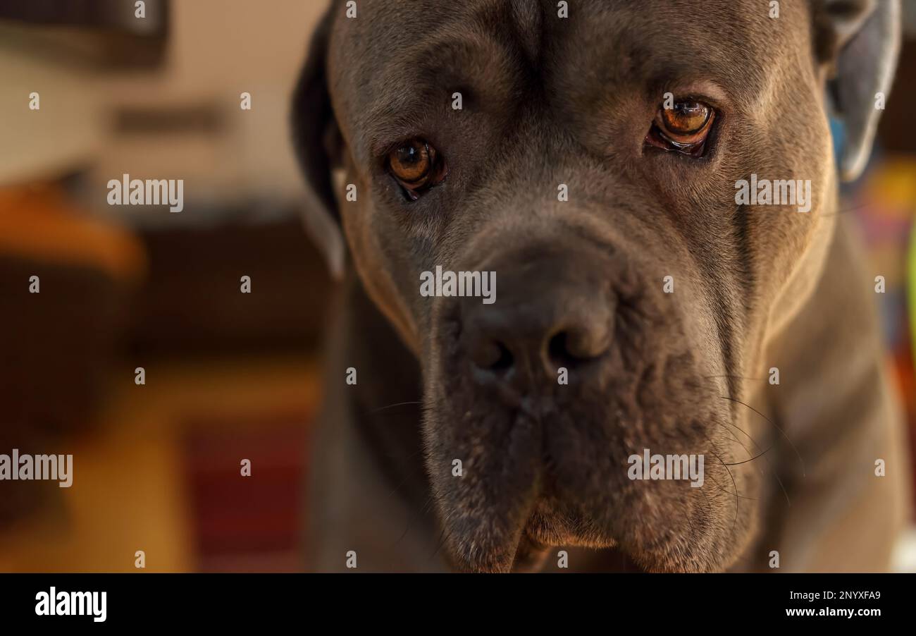 Ritratto di un triste cane grigio seduto cane cane cane corso Foto Stock