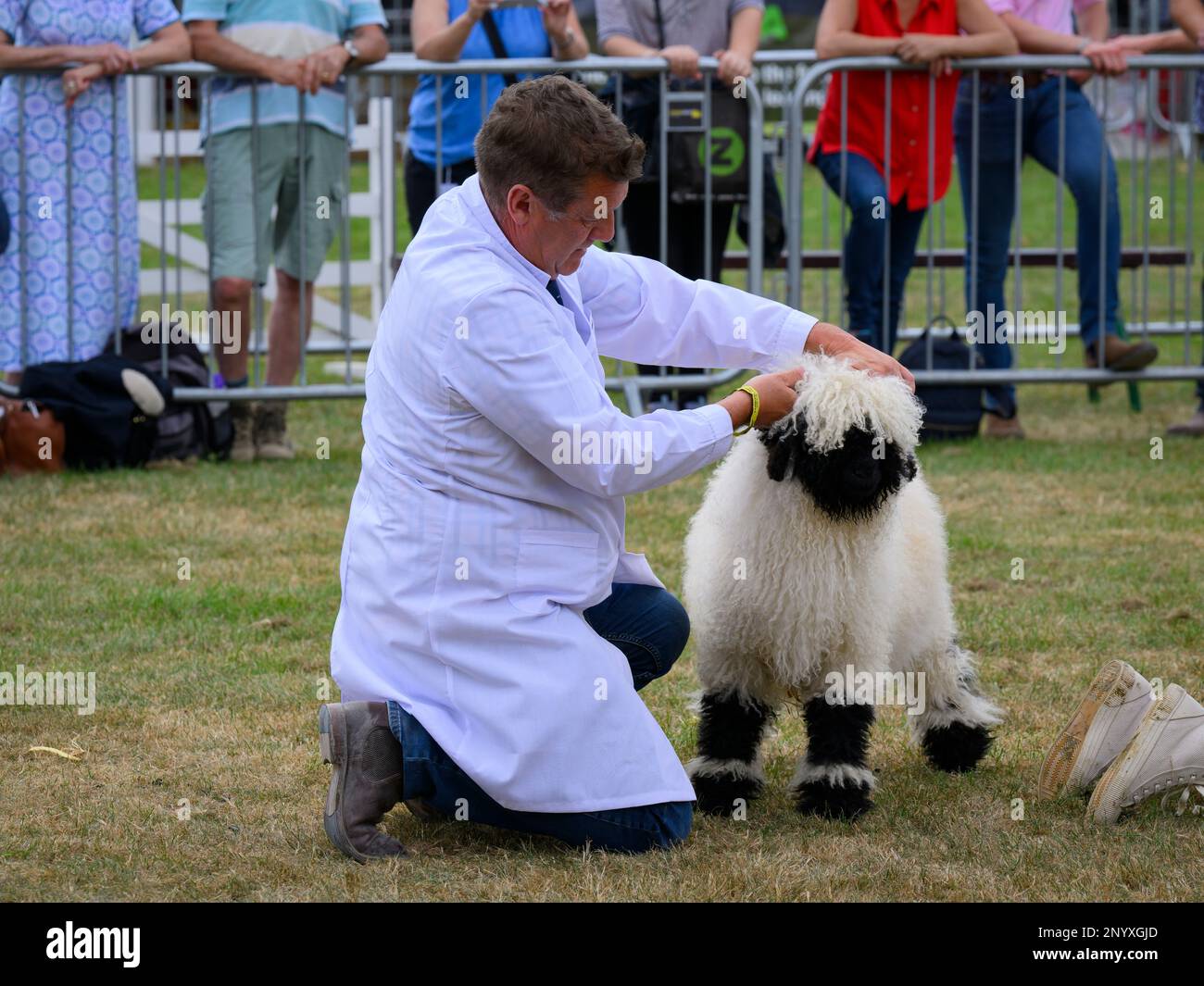 Carino giovane pecora Vallese Blacknose (vello bianco, faccia nera) con contadino per giudicare - Great Yorkshire Country Show, Harrogate, England, UK. Foto Stock