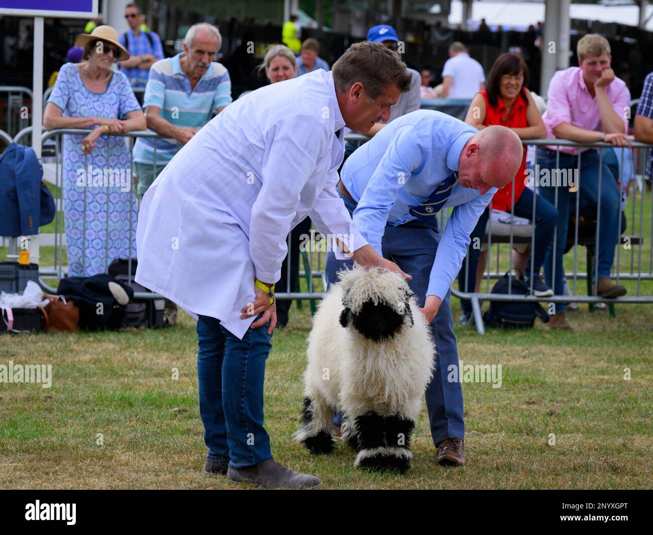 Cute Valais Blacknose pecora (bianco e nero Shaggy fleece) stand con contadino (uomo) per giudicare - Great Yorkshire Country Show, Harrogate Inghilterra UK. Foto Stock