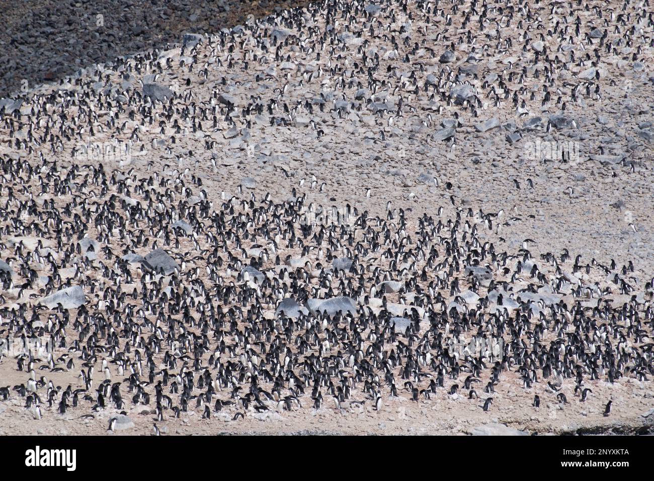Grande colonia di pinguini Adélie sull'isola di Paulet - Antartide Foto Stock