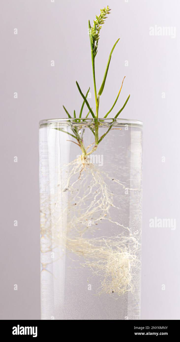 Radici di piante chiaramente visibili nel cilindro di vetro con acqua. Concetto scientifico, biologia, studio della crescita delle piante. Foto Stock