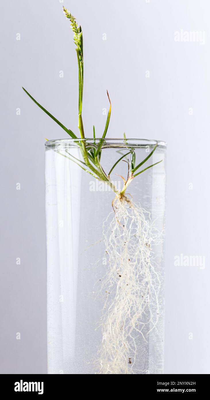 Radici di piante visibili in cilindri di vetro trasparente con acqua. Concetto di crescita, scienza, biologia, ecologia. Foto Stock