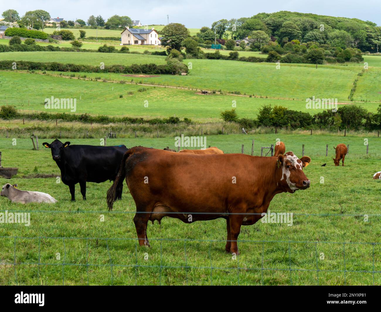 Qualche mucca su un pascolo verde in un giorno d'estate. Bestiame su pascolo libero. Allevamento di bestiame. Paesaggio agricolo, mucca su prato verde. Foto Stock