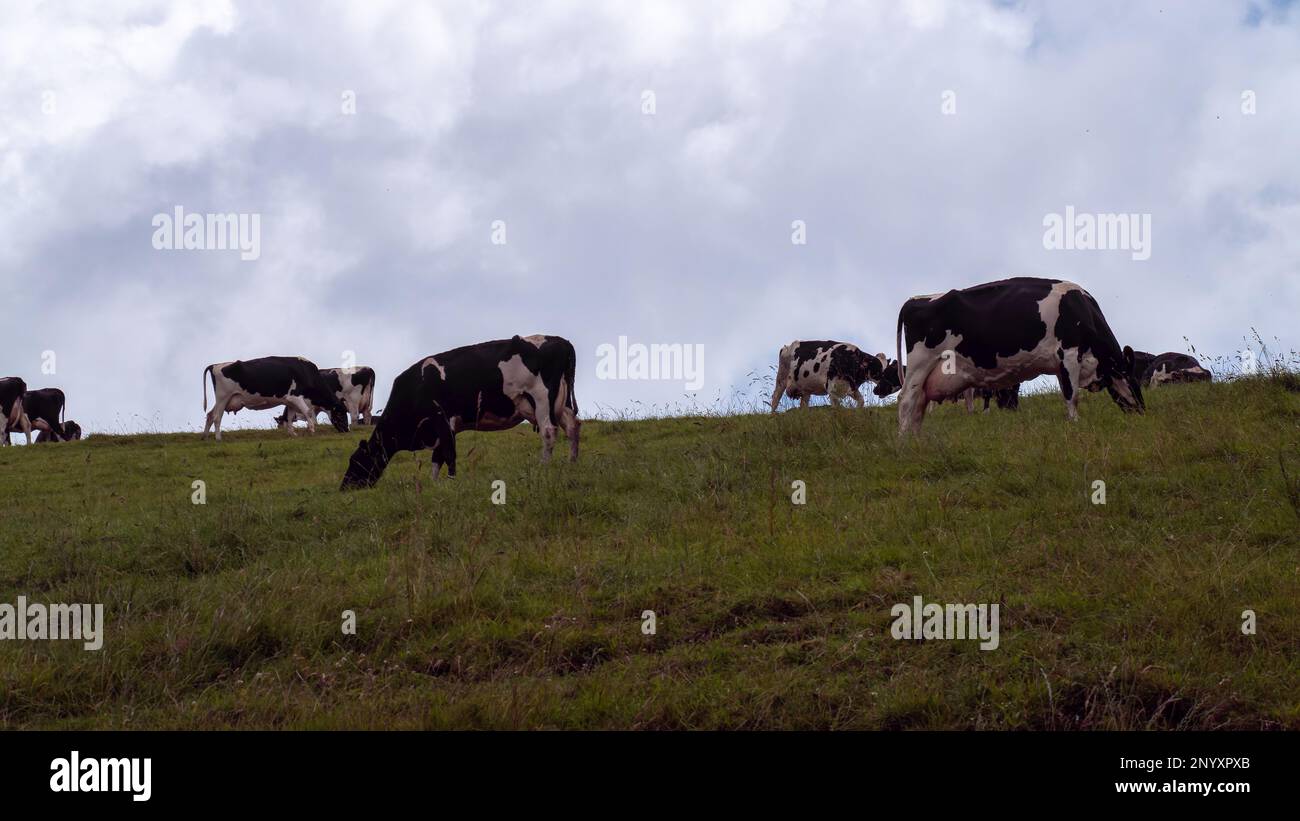 Diverse mucche pascolano su un prato verde sotto un cielo nuvoloso. Bestiame su pascolo libero. Fattoria ecologica. Paesaggio agricolo, zootecnia Foto Stock