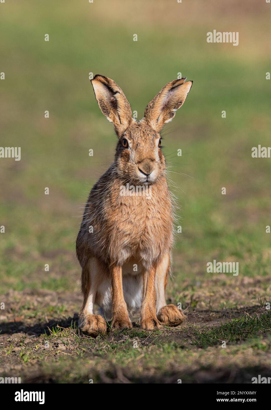 Un selvaggio marrone Lepre , seduto guardando la macchina fotografica un intimo scatto che mostra le sue orecchie enormi, dettagli pelliccia e bellissimi occhi arancioni. Suffolk, Regno Unito Foto Stock