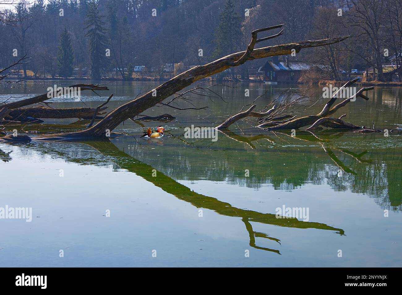 Un'anatra mandarino in vari colori vicino ai tronchi d'albero in un paesaggio invernale Foto Stock