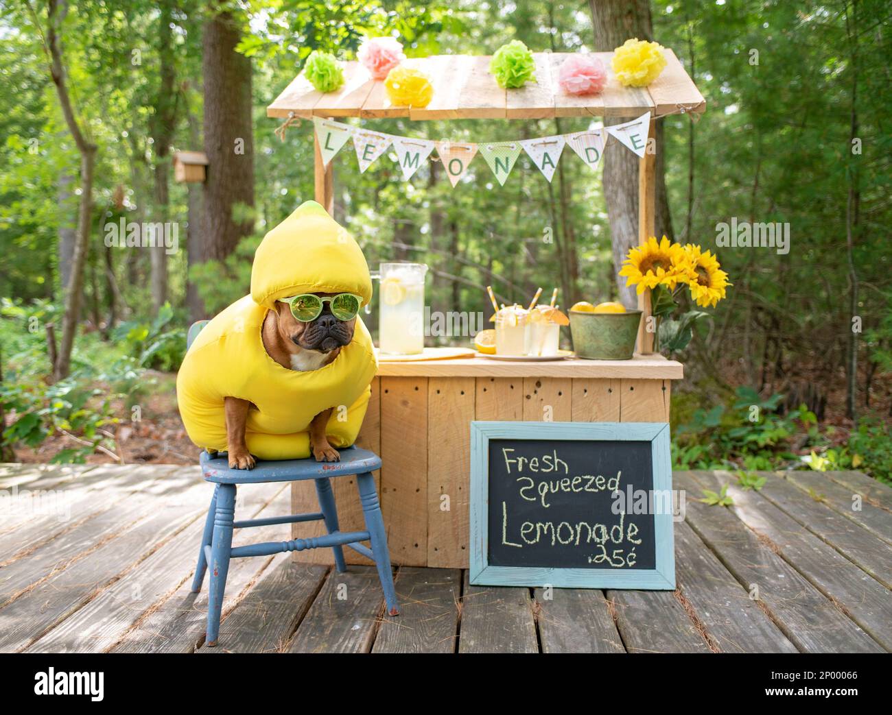 Il bulldog francese che corre la limonata è vestito in costume da limone. Foto Stock