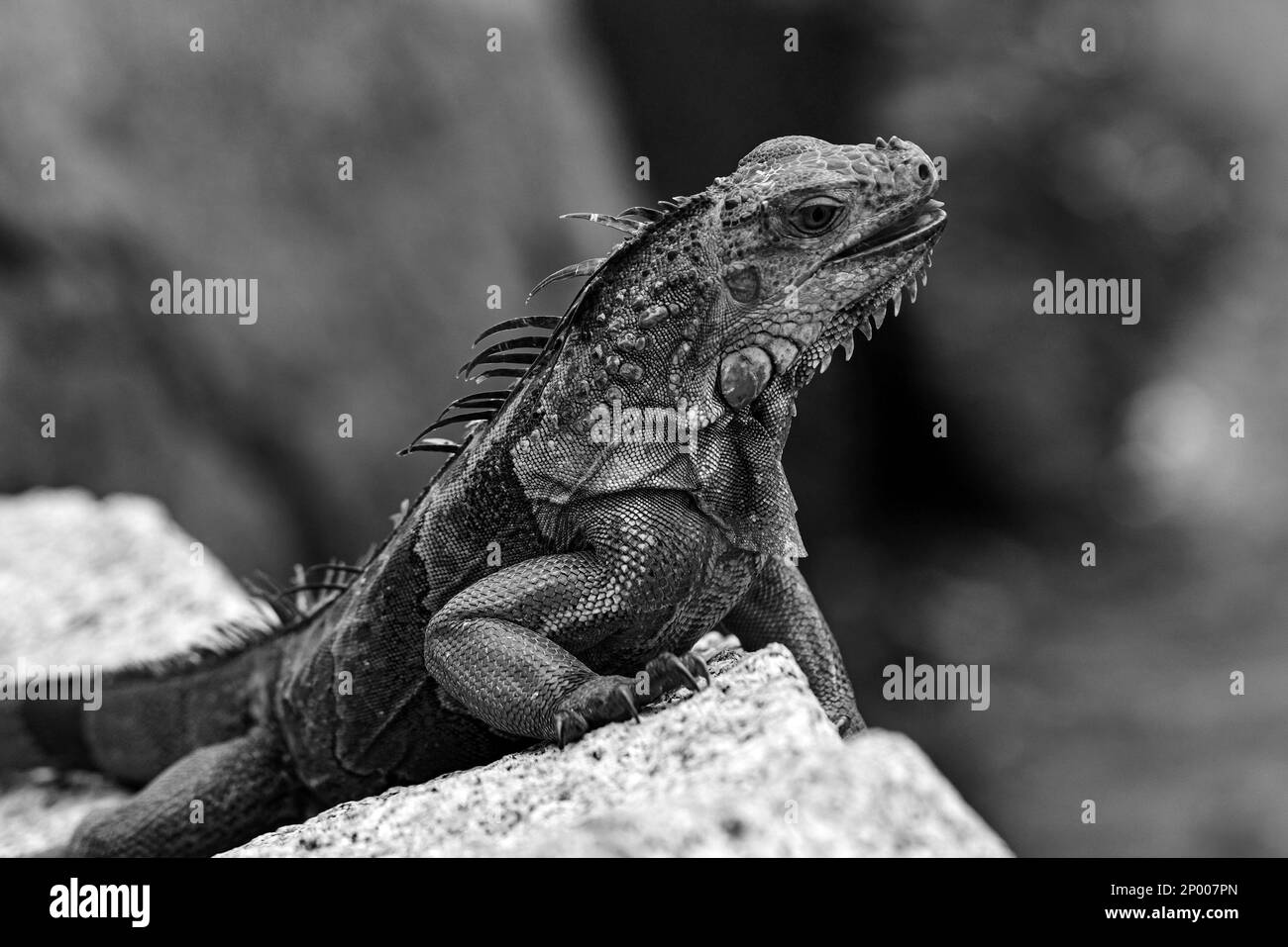 Primo piano di iguana verde, nome latino Iguana iguana, nel sud della Florida. Gli iguana non sono nativi della Florida. Foto Stock