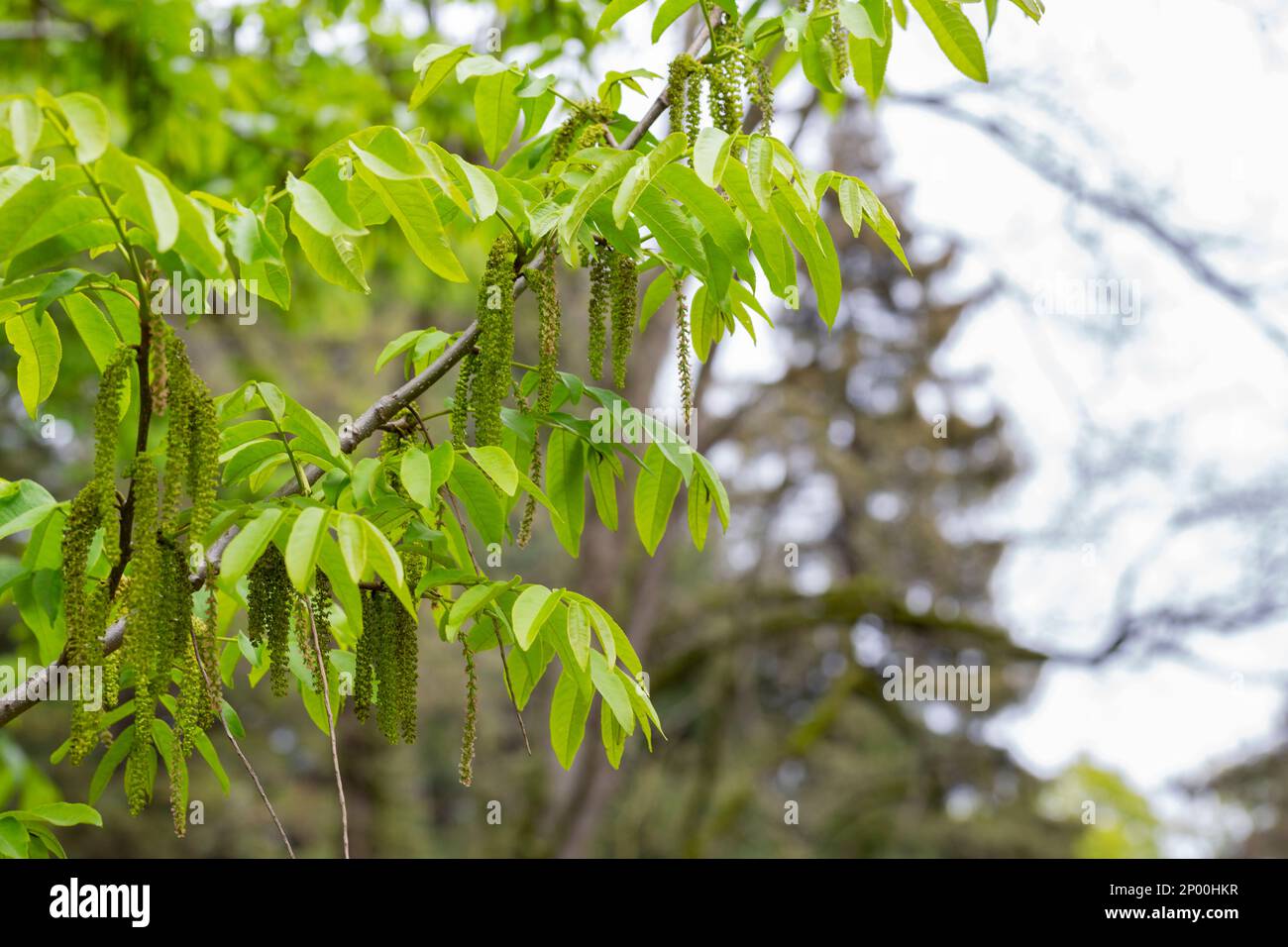 Il ramo di noce manchuriano Juglans mandshurica con catkins fiori di staminato . sfondo naturale verde primavera Foto Stock
