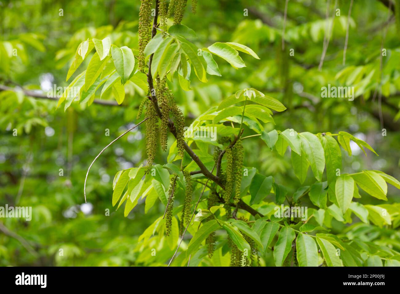Il ramo di noce manchuriano Juglans mandshurica con catkins fiori di staminato . sfondo naturale verde primavera Foto Stock