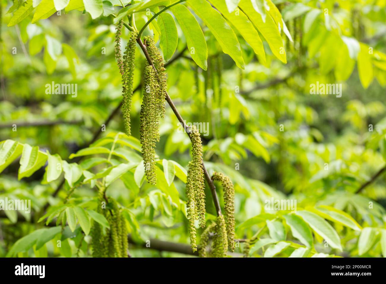 Il ramo di noce manchuriano Juglans mandshurica con catkins fiori di staminato . sfondo naturale verde primavera Foto Stock