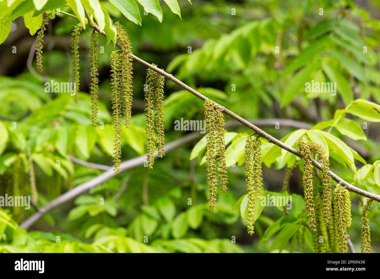Il ramo di noce manchuriano Juglans mandshurica con catkins fiori di staminato . sfondo naturale verde primavera Foto Stock