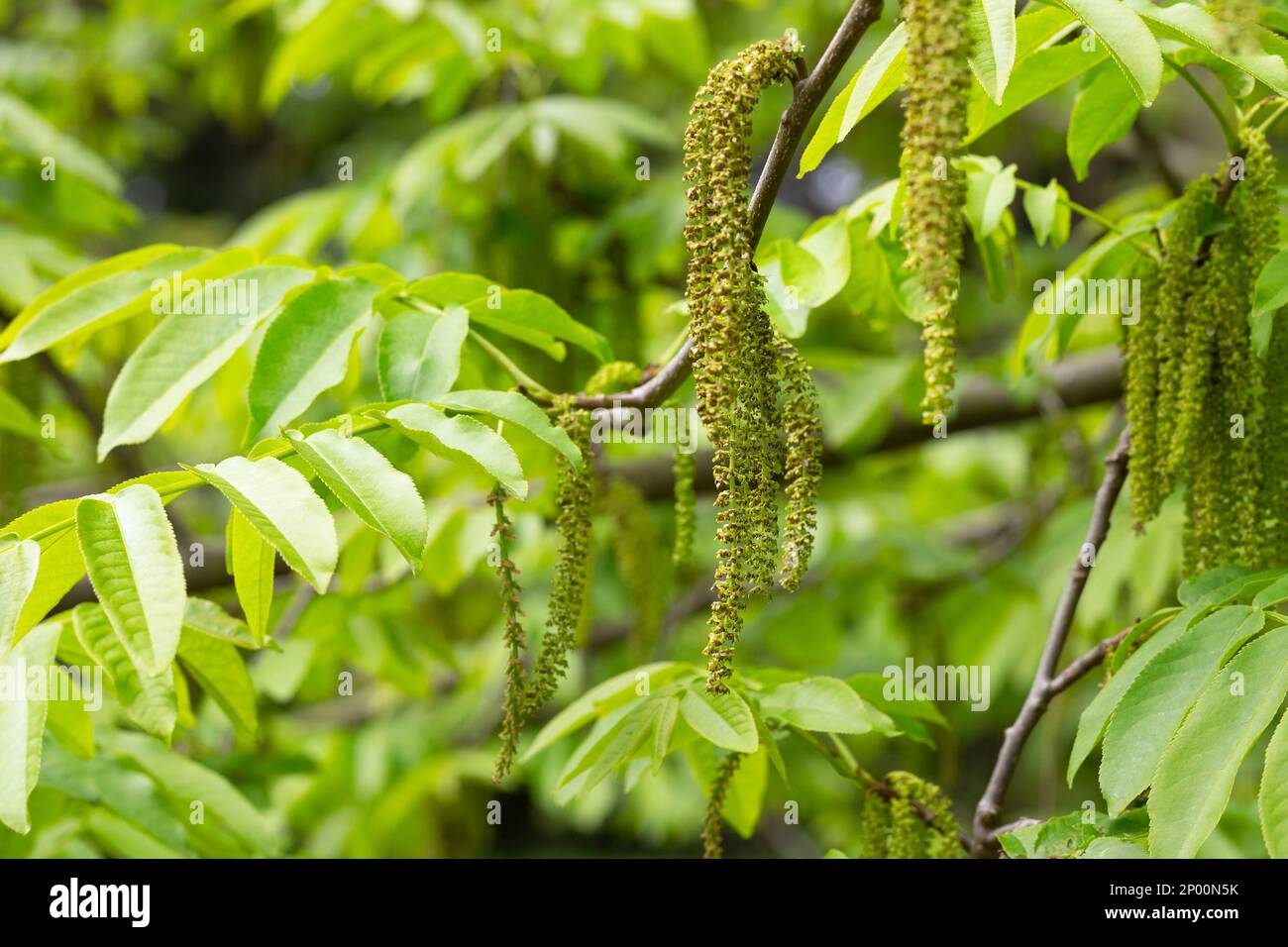 Il ramo di noce manchuriano Juglans mandshurica con catkins fiori di staminato . sfondo naturale verde primavera Foto Stock