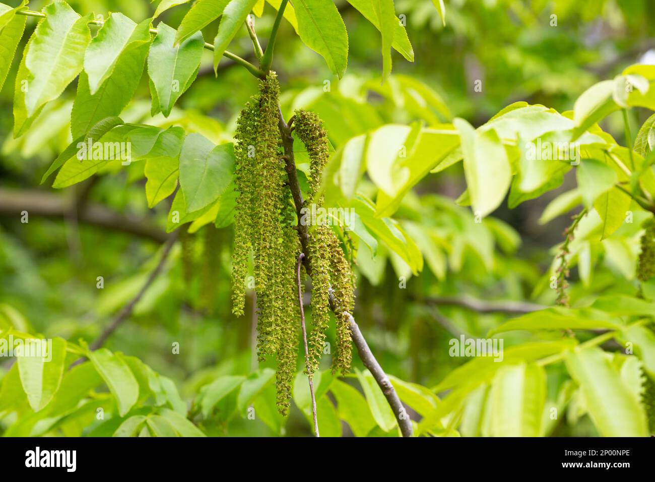 Il ramo di noce manchuriano Juglans mandshurica con catkins fiori di staminato . sfondo naturale verde primavera Foto Stock