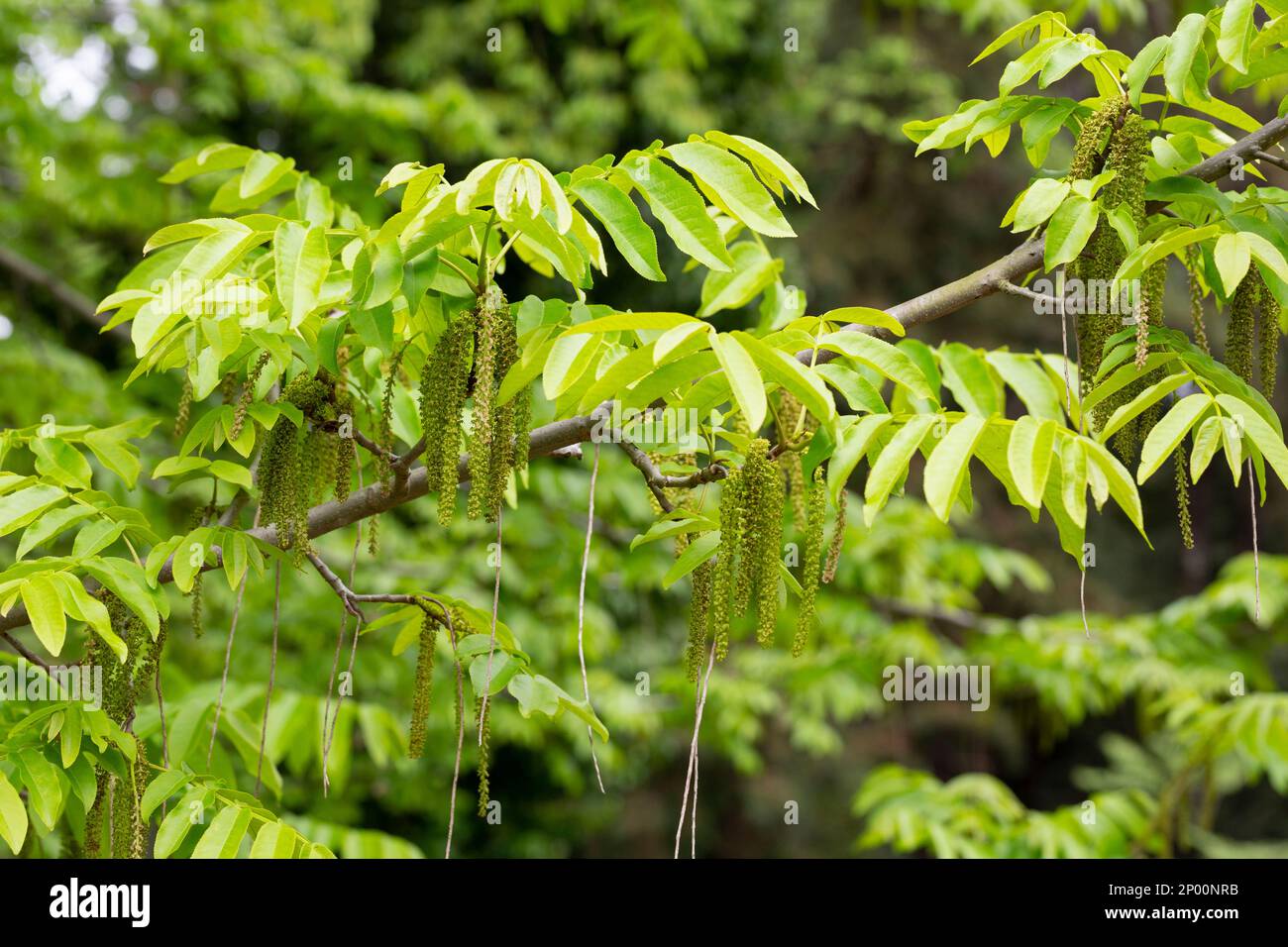 Il ramo di noce manchuriano Juglans mandshurica con catkins fiori di staminato . sfondo naturale verde primavera Foto Stock