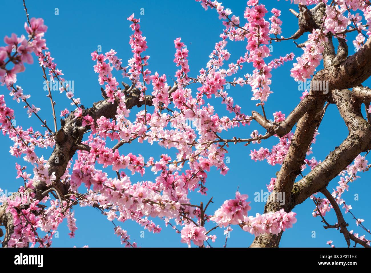 Rami di pesco con fiori rosa contro un cielo blu. Foto Stock