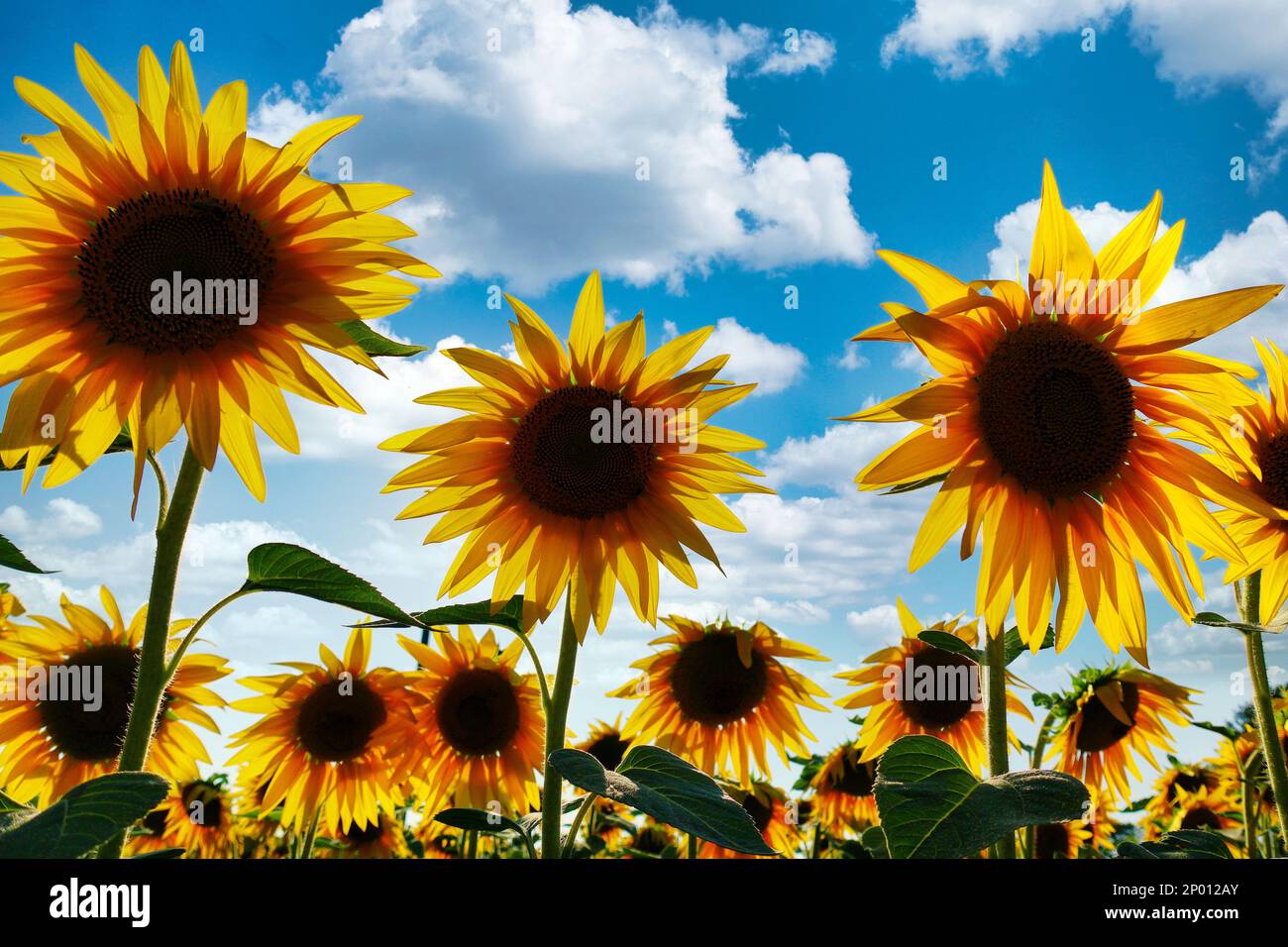 Primo piano di un bellissimo girasole in un campo di girasole: Sunbeam, Helianthus annuus. Campo di girasoli in fiore in una giornata di cielo azzurro e soleggiato Foto Stock