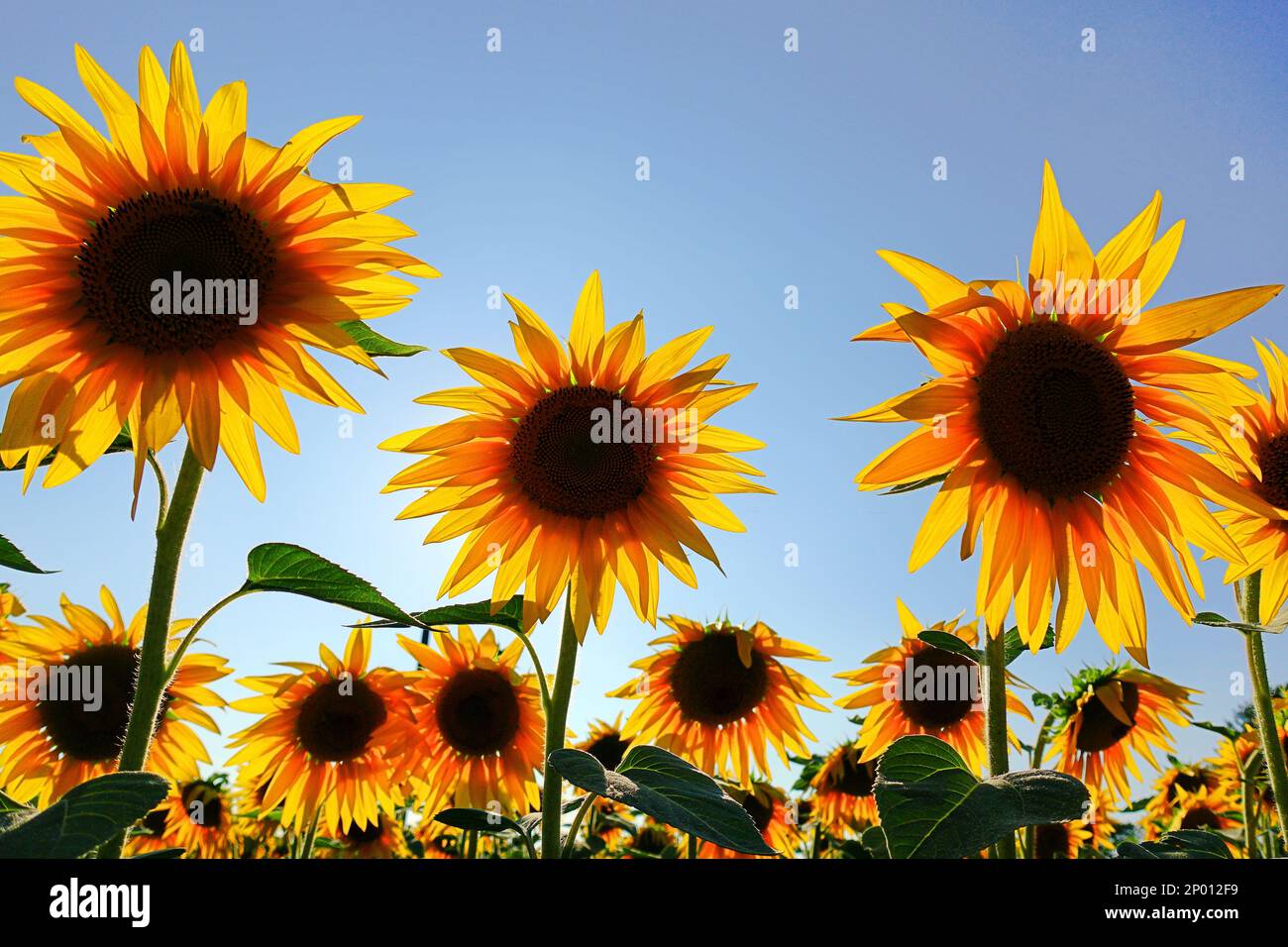 Primo piano di un bellissimo girasole in un campo di girasole: Sunbeam, Helianthus annuus. Campo di girasoli in fiore in una giornata di cielo azzurro e soleggiato Foto Stock