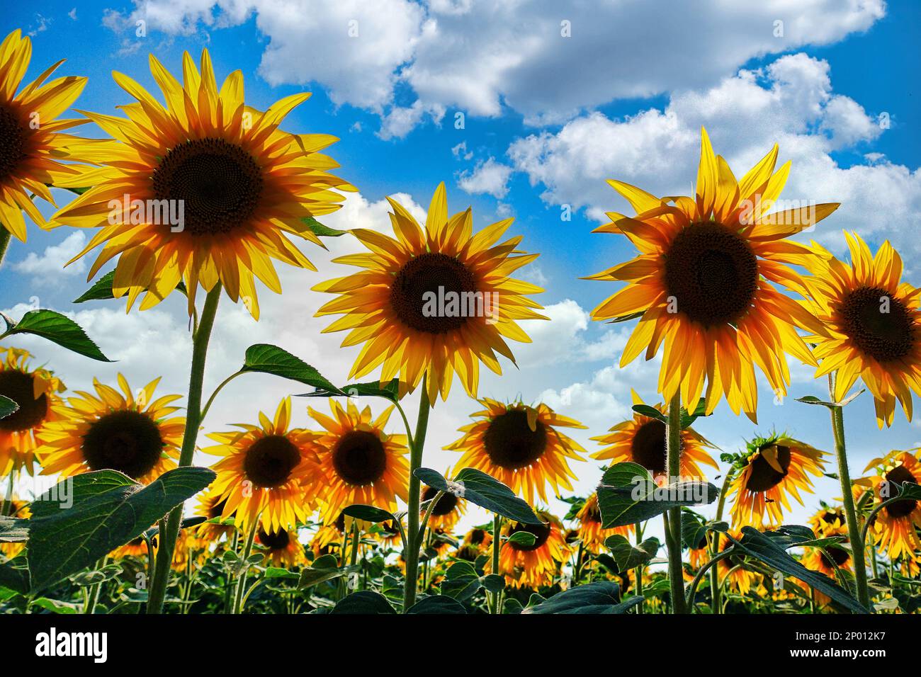 Primo piano di un bellissimo girasole in un campo di girasole: Sunbeam, Helianthus annuus. Campo di girasoli in fiore in una giornata di cielo azzurro e soleggiato Foto Stock