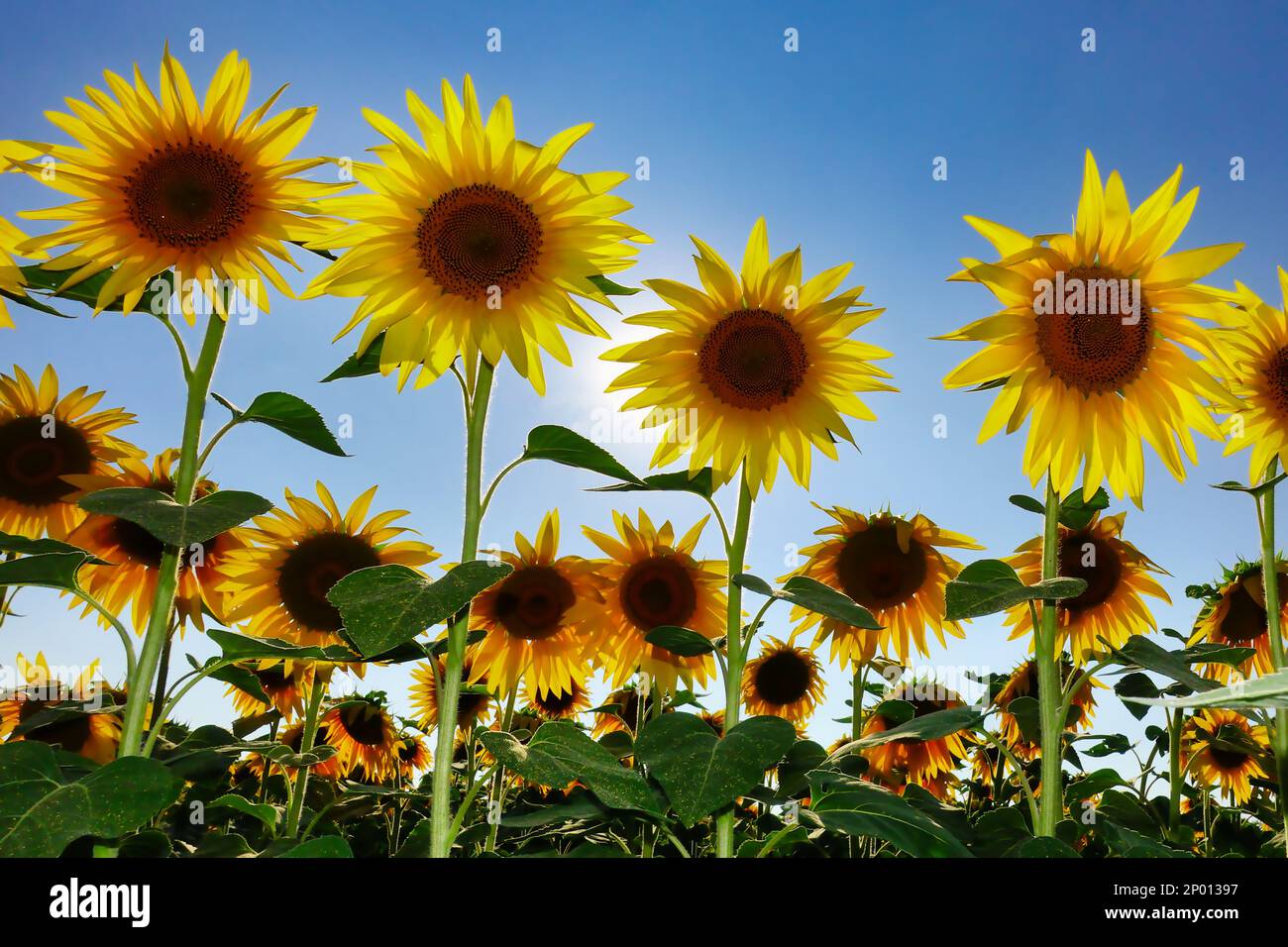 Primo piano di un bellissimo girasole in un campo di girasole: Sunbeam, Helianthus annuus. Campo di girasoli in fiore in una giornata di cielo azzurro e soleggiato Foto Stock