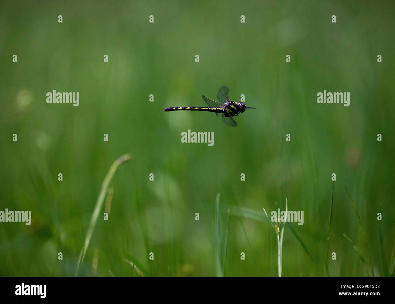 Una libellula a chiocciola ad anello d'oro che vola in un prato. Foto Stock