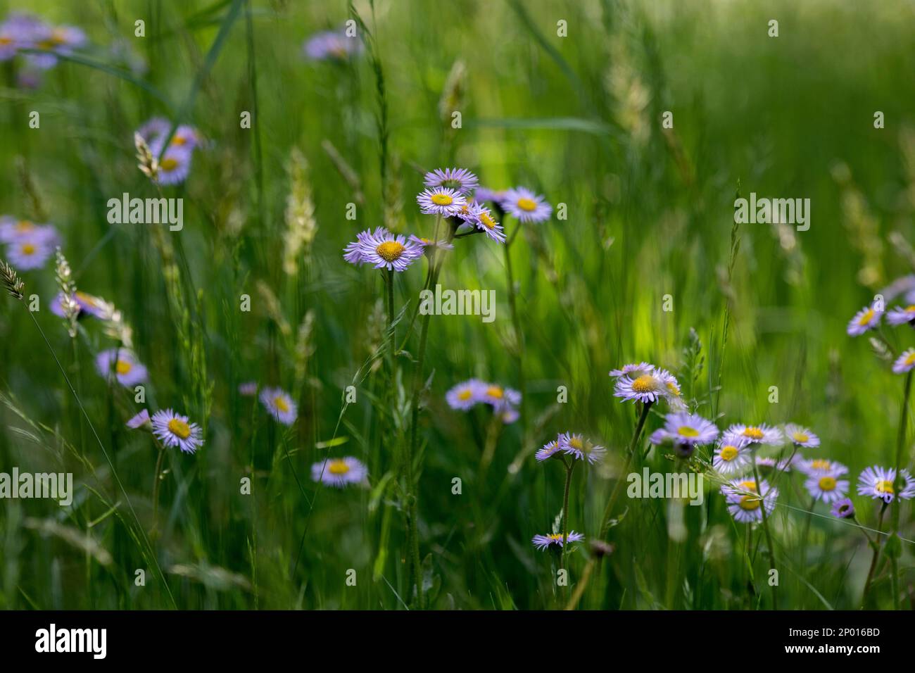 Gli assaggiatori viola selvatici crescono in un prato di fiori selvatici. Foto Stock