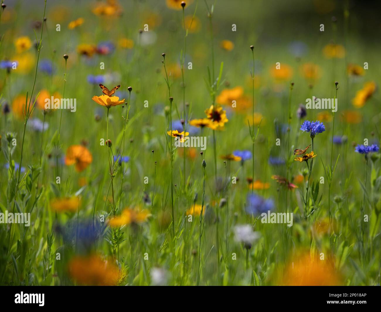 Piccola farfalla arancione in un prato di fiori selvatici. Foto Stock