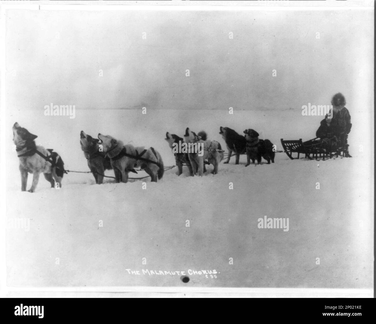 Cane slitta squadra abbaiare , Malamute coro. Frank and Frances Carpenter Collection, regalo; Sig.ra W. Chapin Huntington; 1951, Dogsledding, Alaska, 1920, squadre di cani, Alaska, 1920, slitte & slitte, Alaska, 1920, Snow, Alaska, 1900-1930, passeggeri, Alaska, 1900-1930, Stati Uniti, Alaska Foto Stock