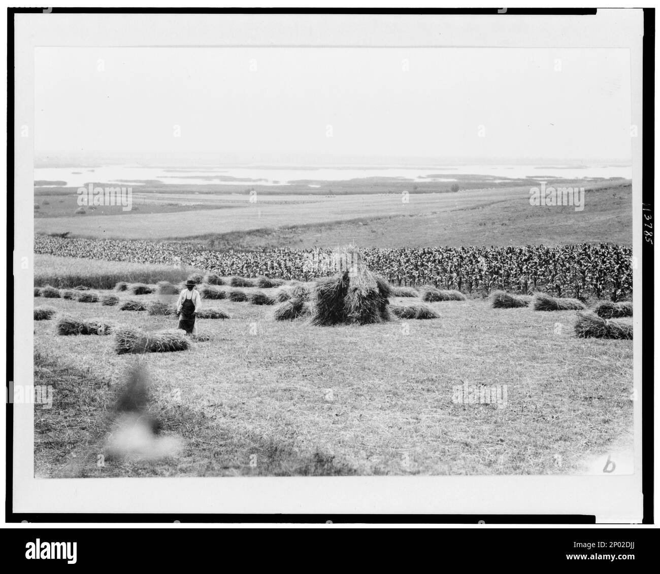 Uomo in campo con mazzi di grano, Ungheria. Frank e Frances Carpenter Collection, Cropland, Ungheria, 1920-1930, cereali, Ungheria, 1920-1930. Foto Stock
