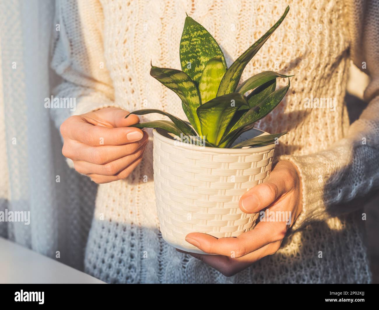 Donna in maglia a fune con Sanseveria. Pianta interna in vaso di fiore bianco. Tranquillo hobby botanico. Giardinaggio a casa. Foto Stock
