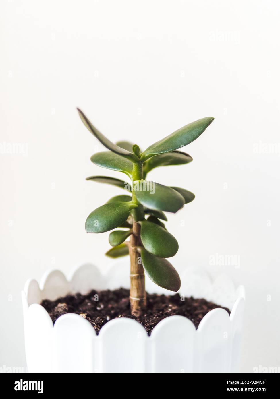 Vaso di fiori con Crassula. Pianta succulenta su sfondo bianco. Foglie verdi di albero di denaro, simbolo di fortuna. Tranquillo hobby botanico. Giardinaggio a casa Foto Stock