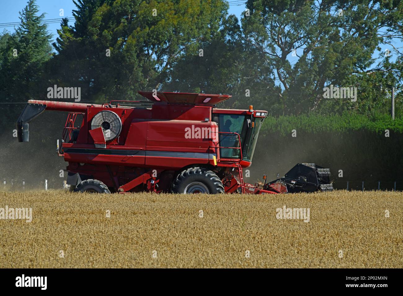Una mietitrebbia partecipa alla raccolta del grano della nuova stagione nelle pianure di Canterbury, South Island, Nuova Zelanda Foto Stock