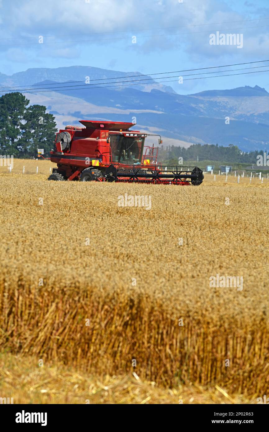 Una mietitrebbia partecipa alla raccolta del grano della nuova stagione nelle pianure di Canterbury, South Island, Nuova Zelanda Foto Stock