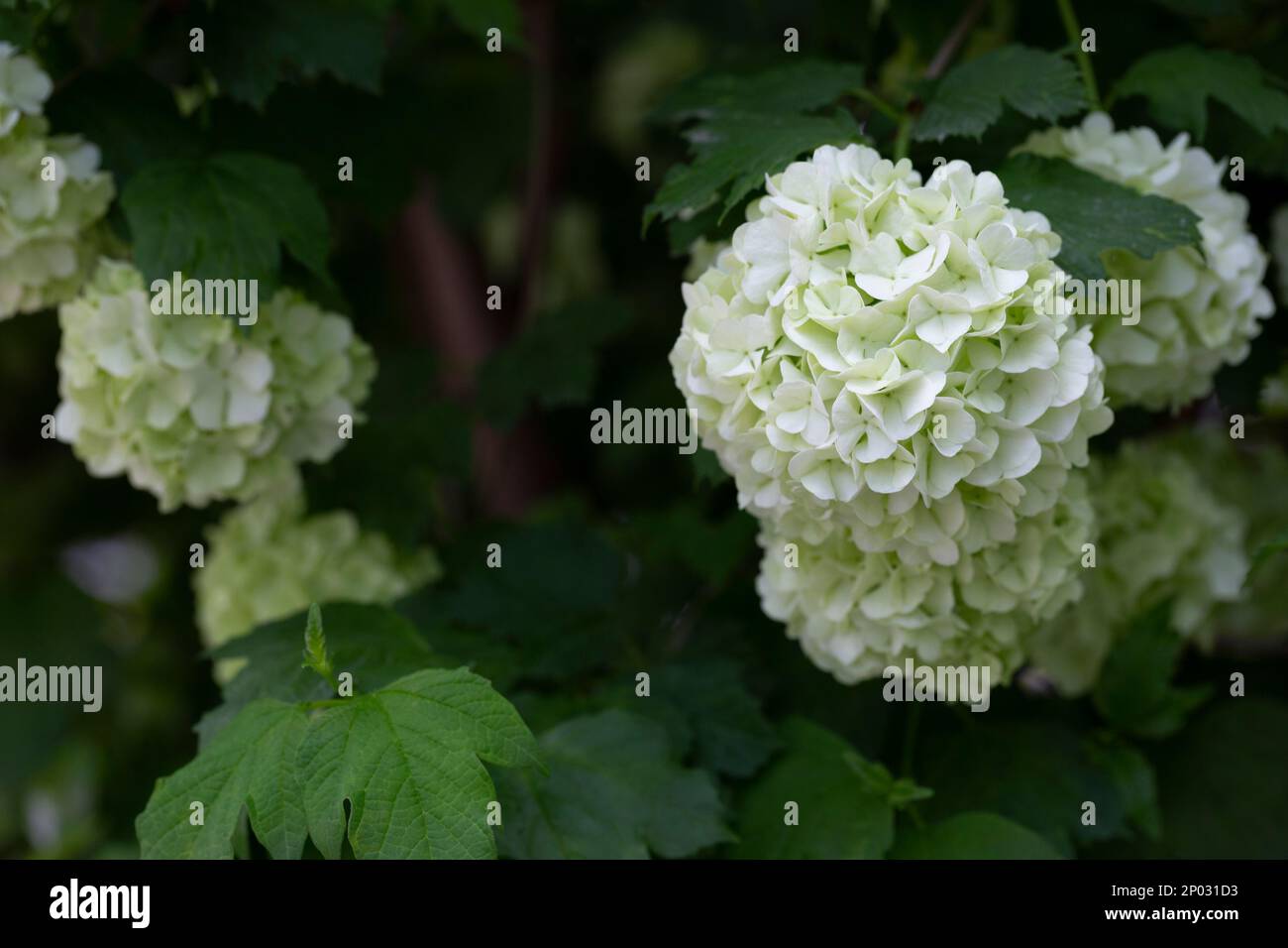 Belle palle bianche di Viburnum opulus Roseum fiorente su sfondo verde scuro. Bianco Guelder Rosa o Viburnum opulus sterilis, Snowball Bush, Euro Foto Stock