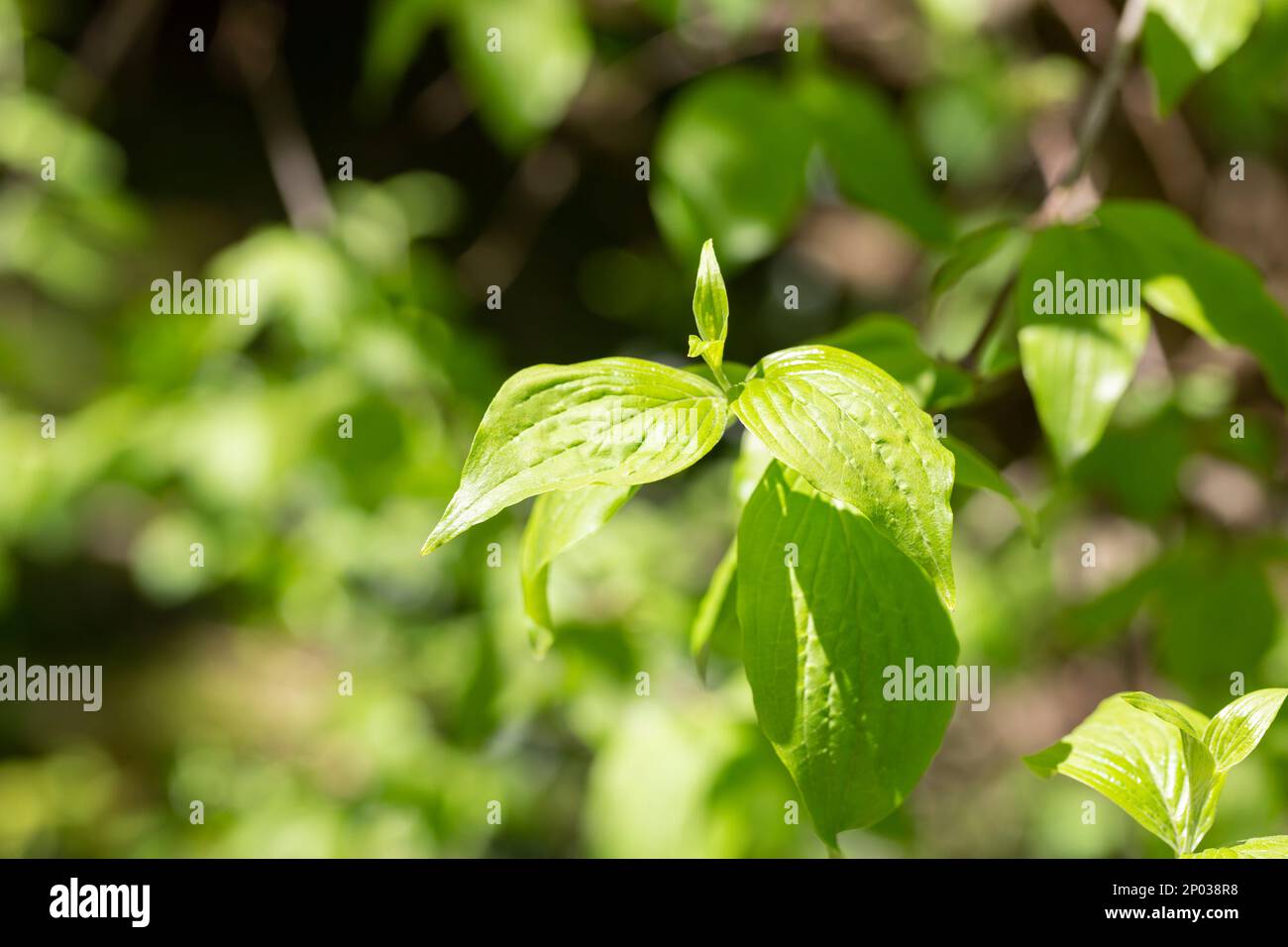 Il dogwood del ciliegio del cornelian lascia il mas del Cornus su un ramo dell'albero in primavera, fuoco selettivo, fondo verde naturale Foto Stock