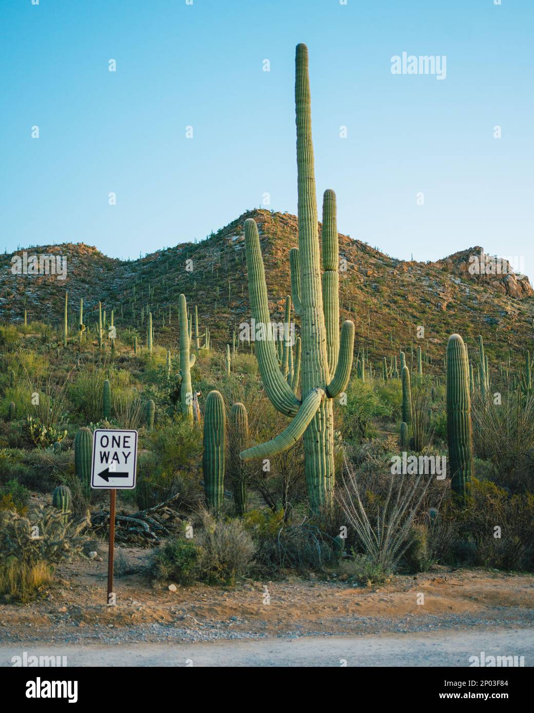 Segnale di sola andata e cactus, Saguaro National Park, Arizona Foto Stock