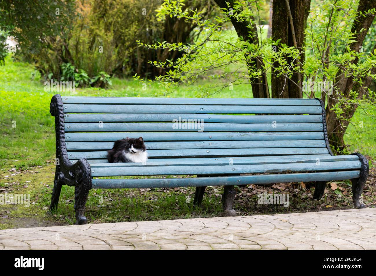 Un grazioso gattino soffice si trova su una panca di legno in un parco cittadino. La vita degli animali senza tetto di strada Foto Stock