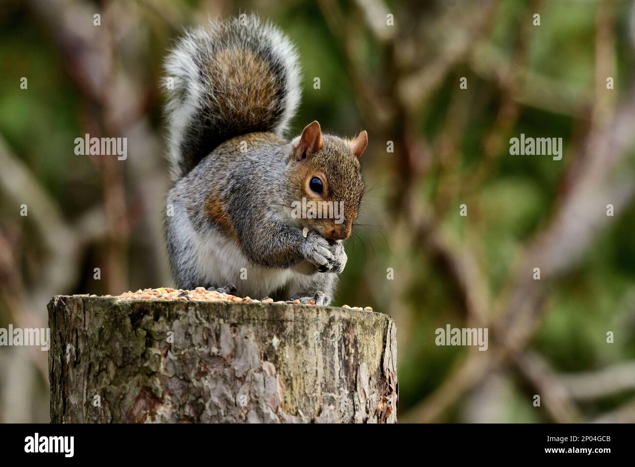 scoiattoli regno unito Foto Stock