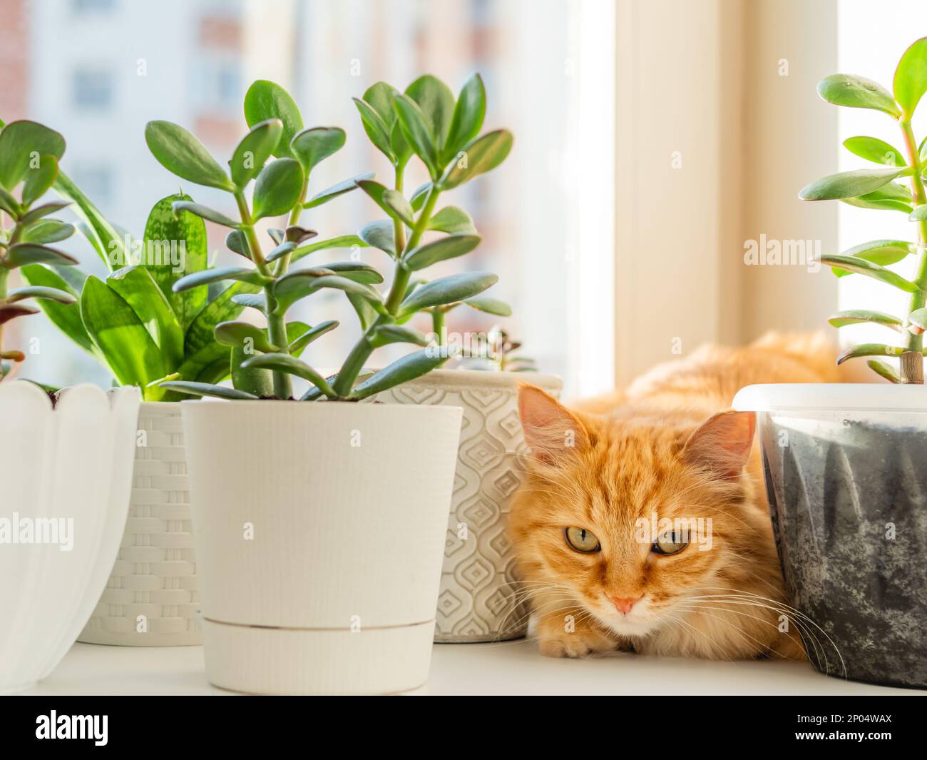 Carino gatto zenzero che si nasconde sul davanzale tra vasi di fiori con piante di casa. Soffice animale domestico vicino a piante succulente di Crassula. Accogliente casa illuminata con su Foto Stock