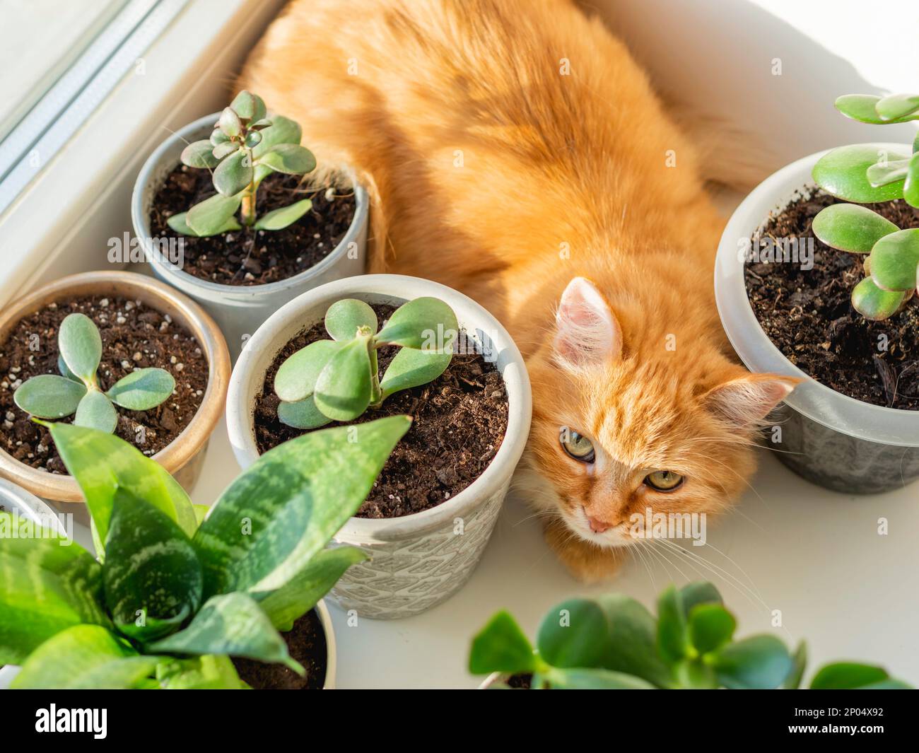 Carino zenzero gatto è seduto sul davanzale tra vasi di fiori con piante di casa. Soffice animale domestico vicino a piante succulente di Crassula. Accogliente casa illuminato con spirito Foto Stock
